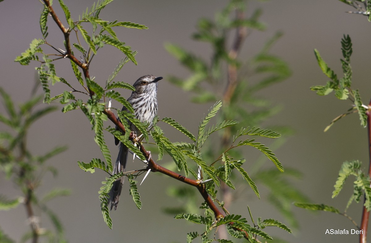 Karoo Prinia - ML514910221