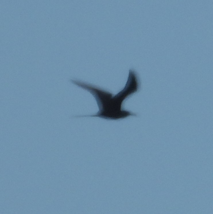 Magnificent Frigatebird - ML514910581