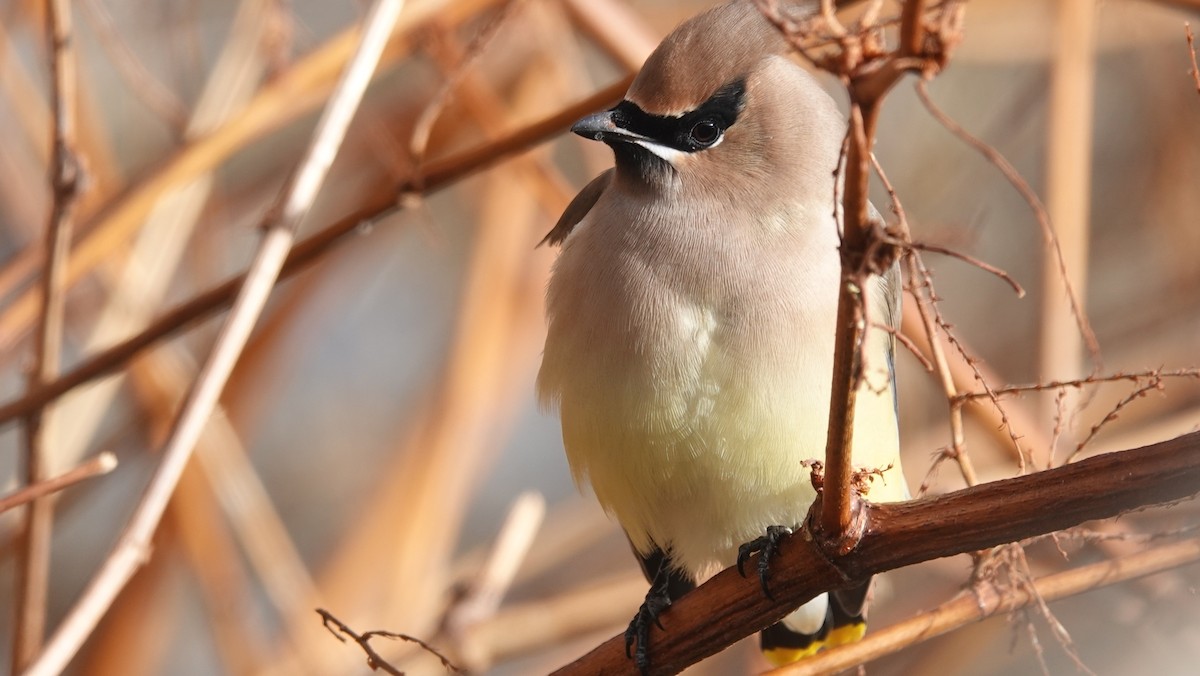 Cedar Waxwing - ML514910701