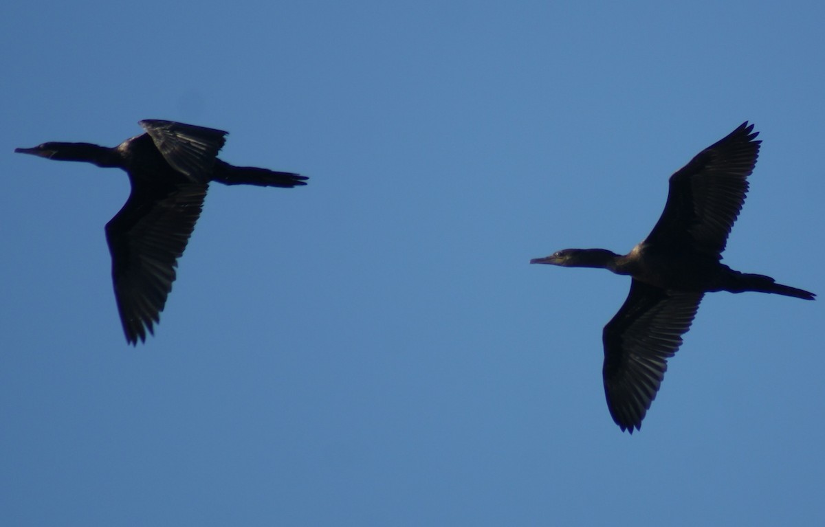 Neotropic Cormorant - Nestor Herrera