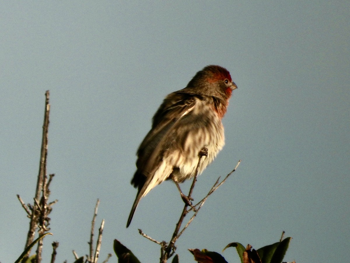 House Finch - ML514912521