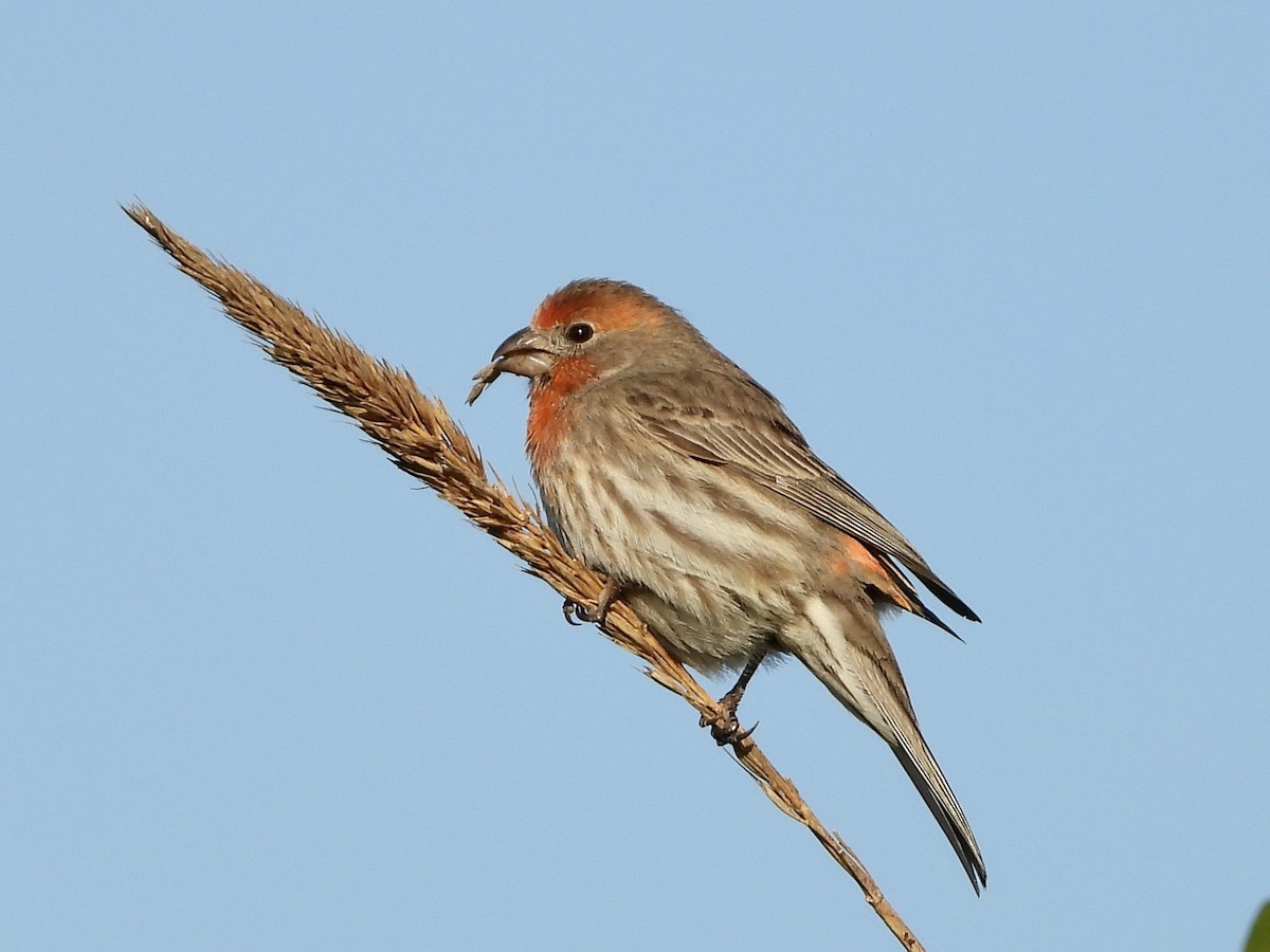 House Finch - ML514912821