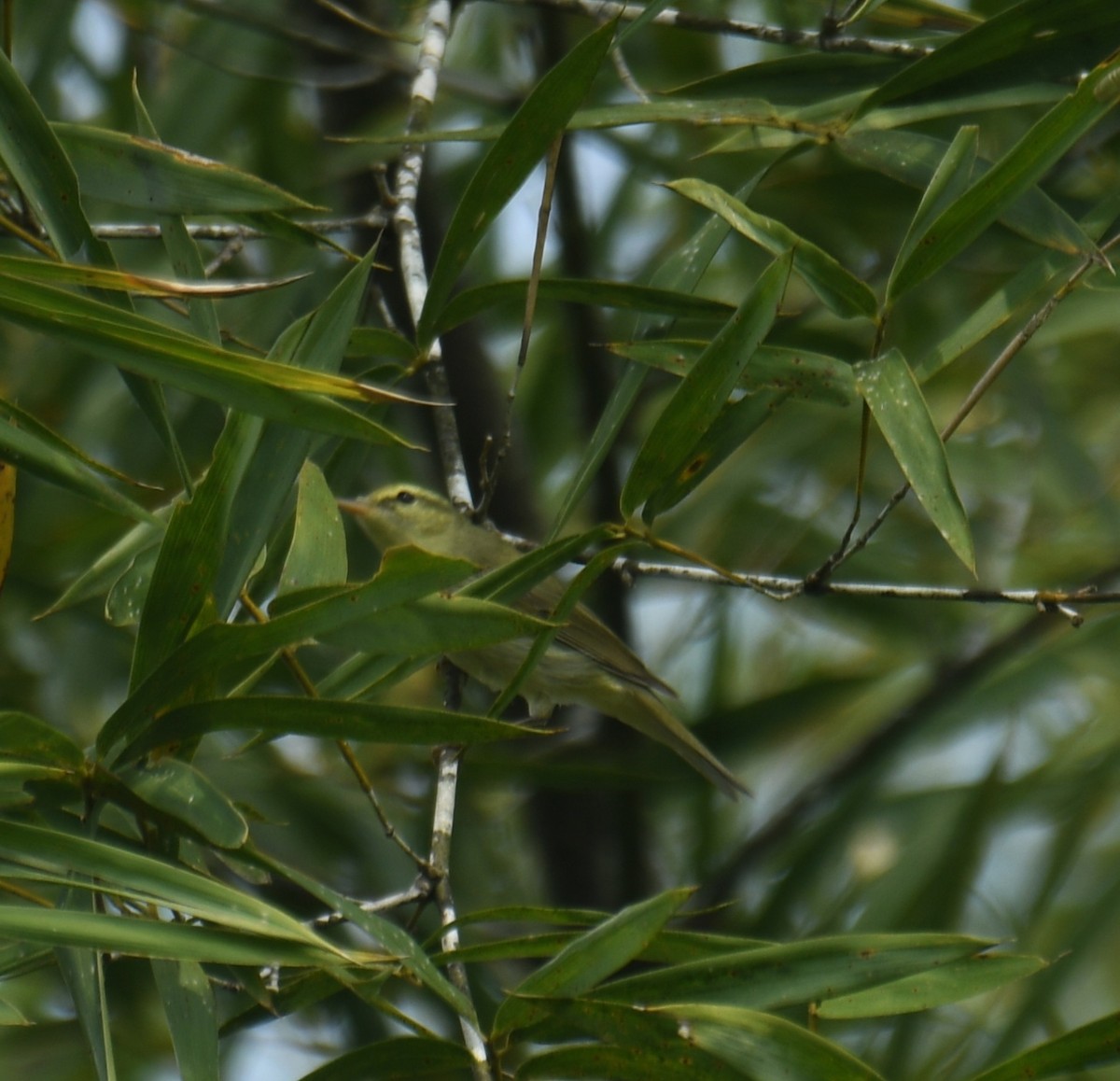 Mosquitero Verdoso - ML514917501