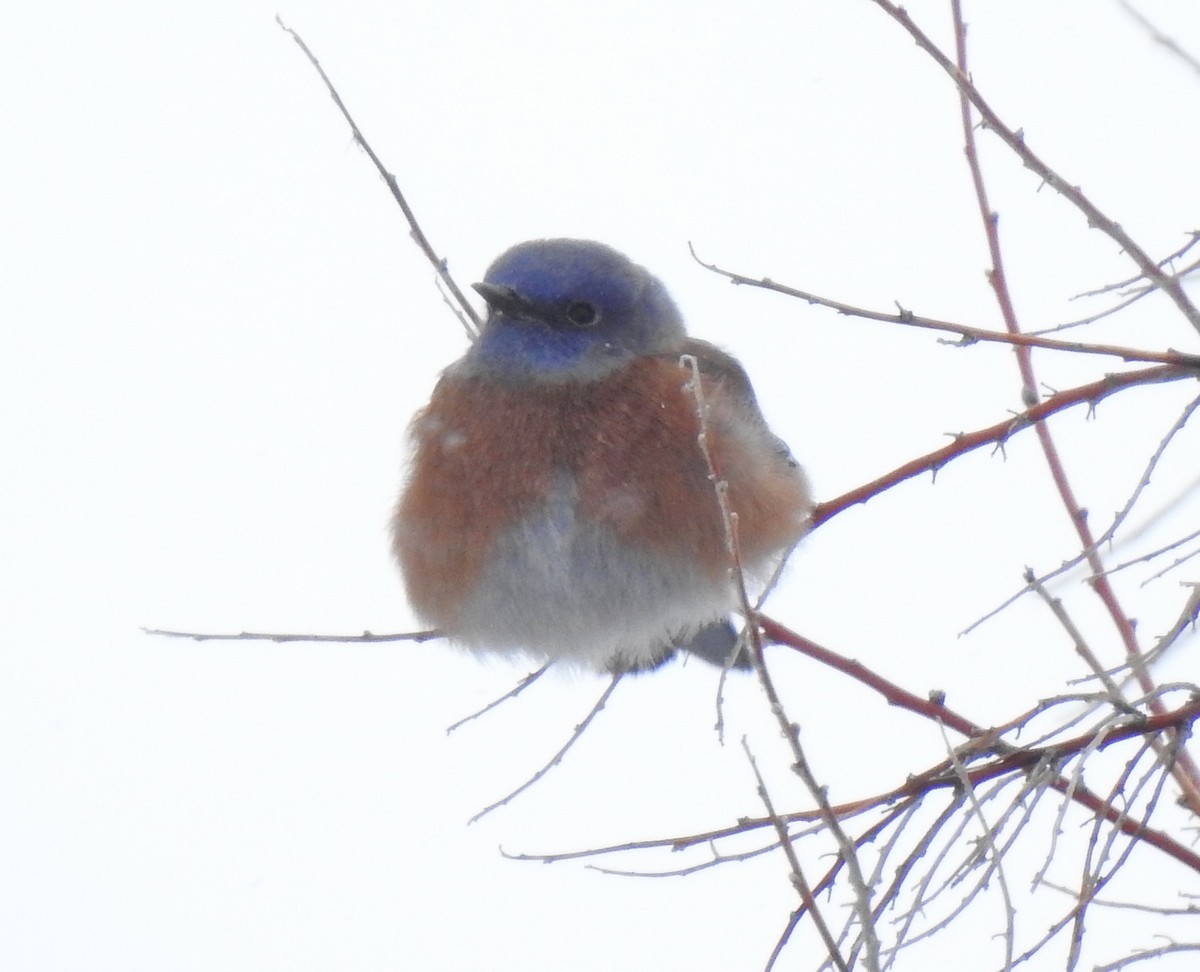 Western Bluebird - Pat Grantham