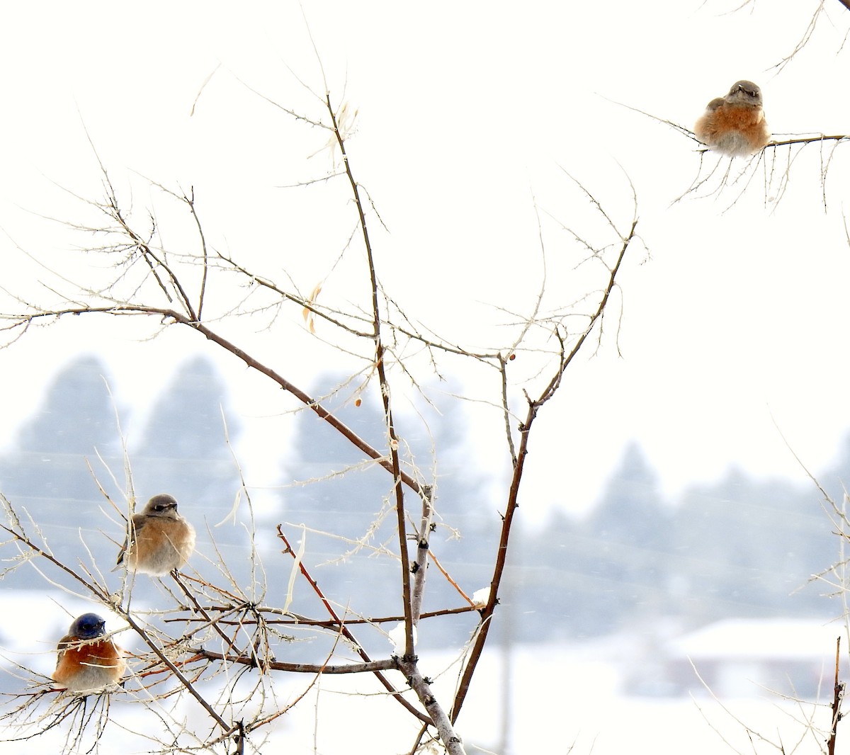 Western Bluebird - ML514918431