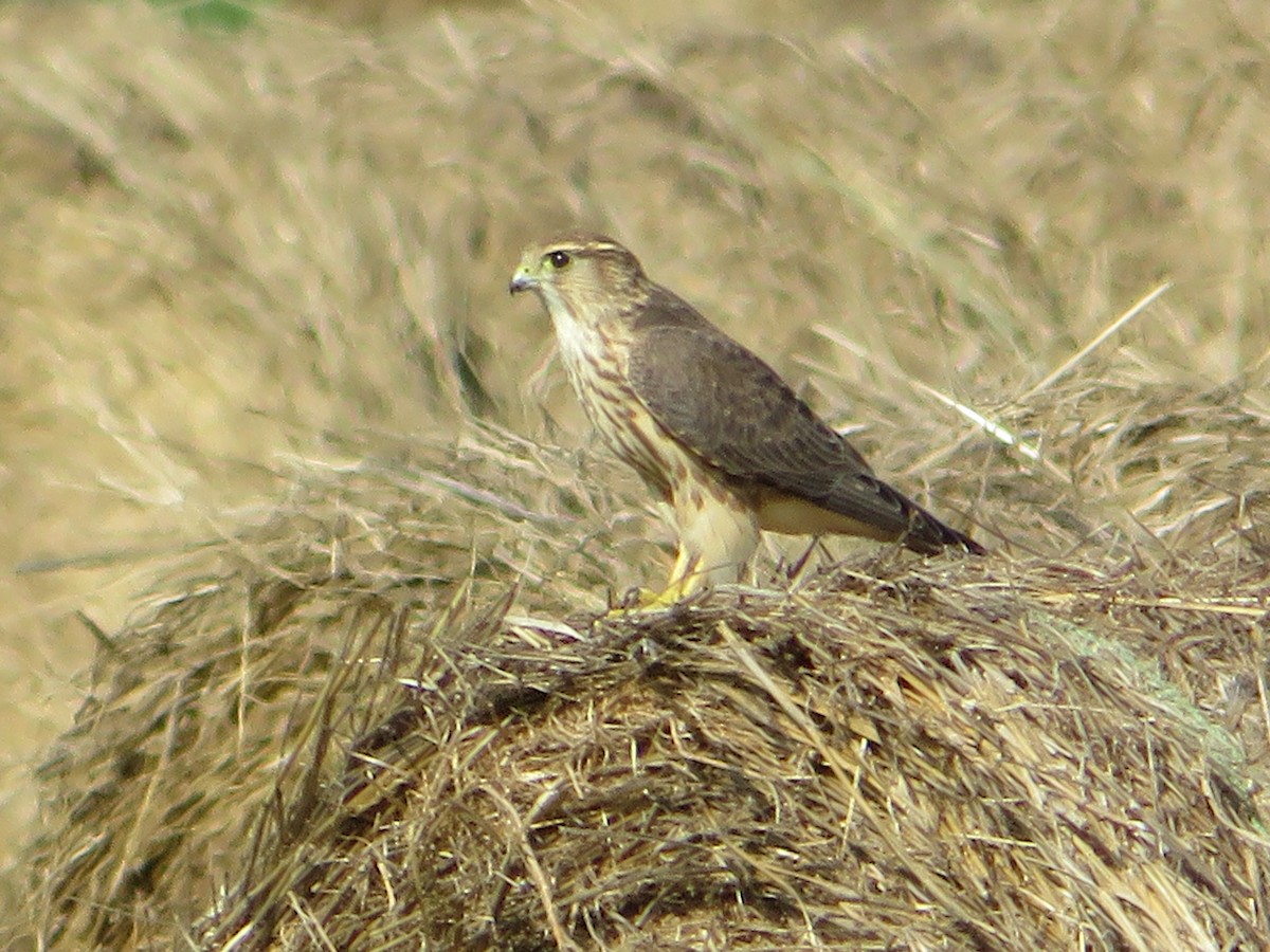 Faucon émerillon - ML514919861