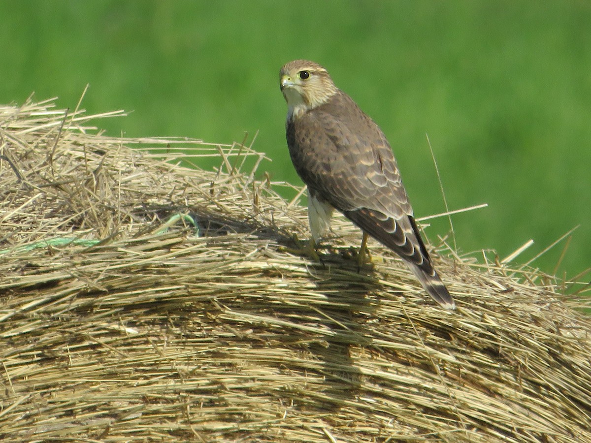 Merlin - ML514919921