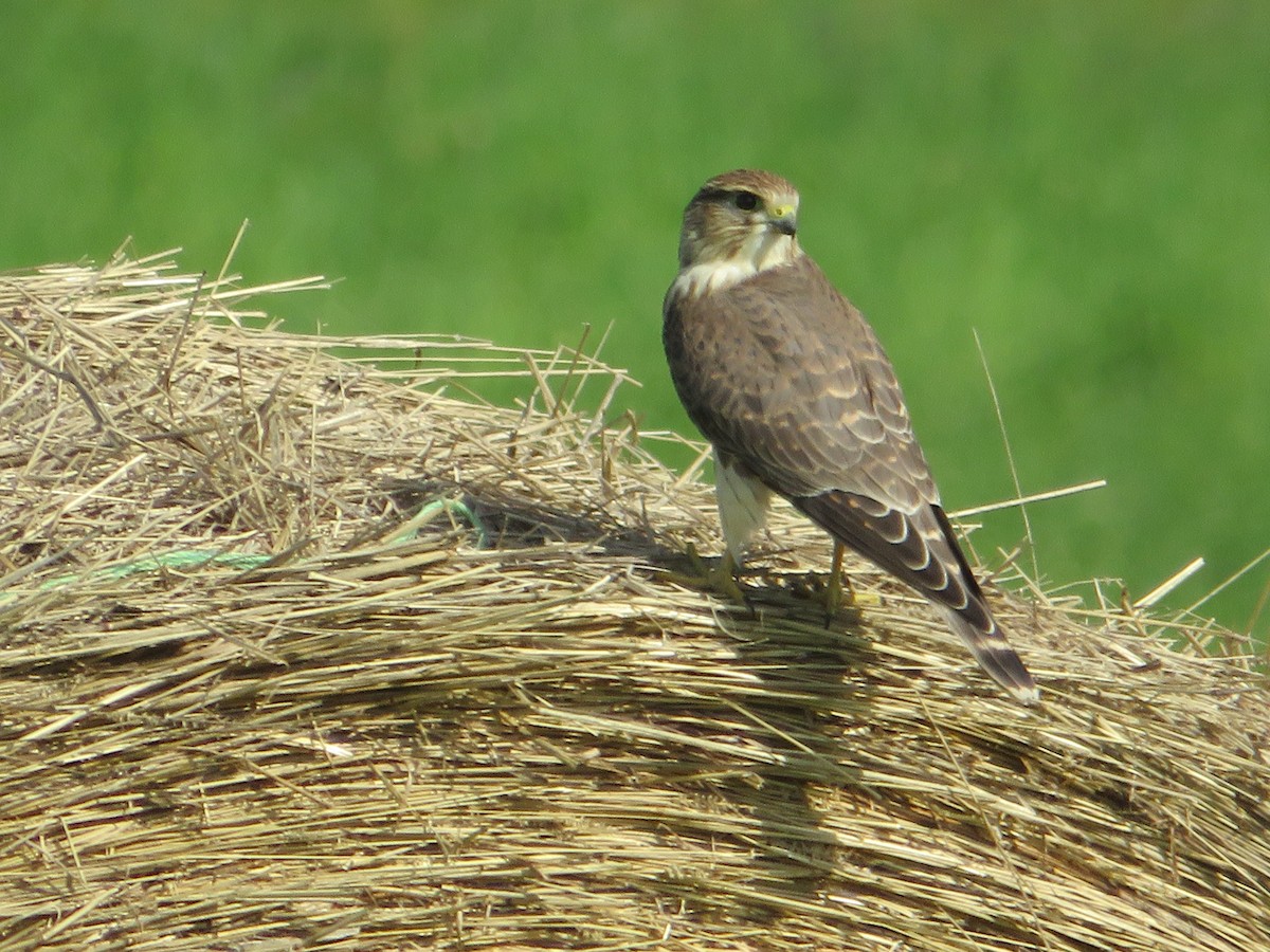 Merlin - ML514919931