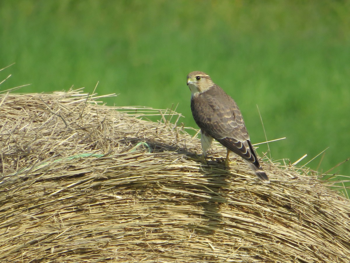 Merlin - ML514919971