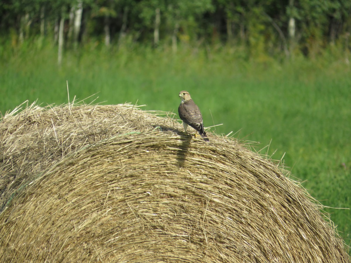 Merlin - ML514919981