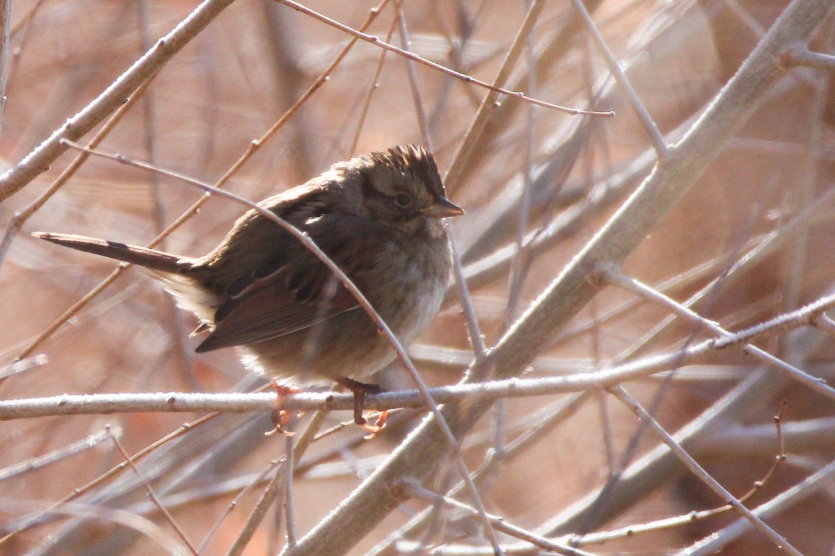 Swamp Sparrow - ML514920471