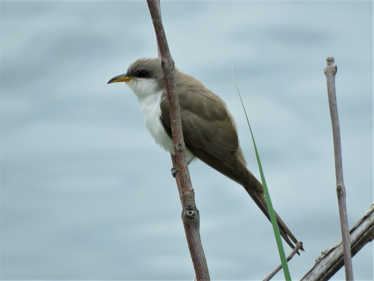 Yellow-billed Cuckoo - ML514921331