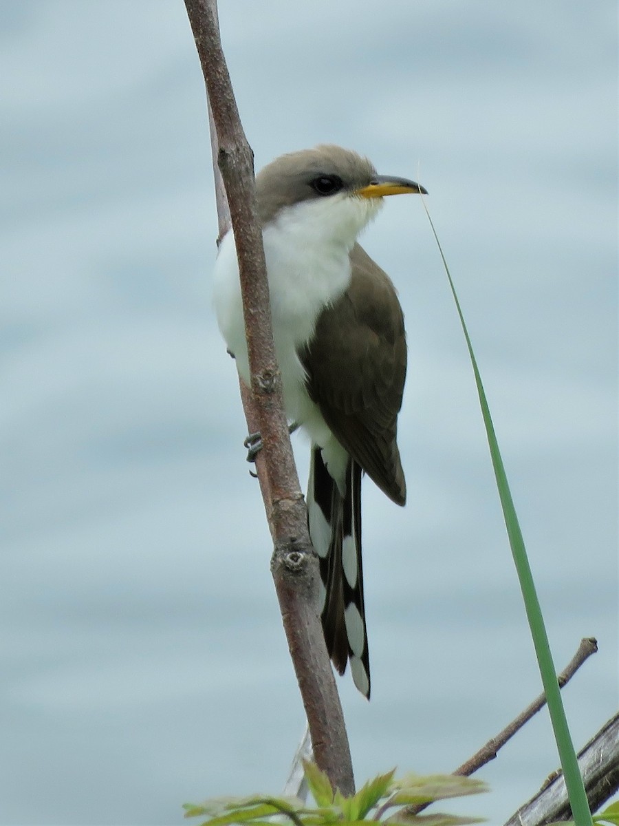 Yellow-billed Cuckoo - ML514921341