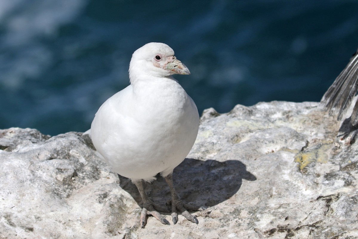 Snowy Sheathbill - ML514921881