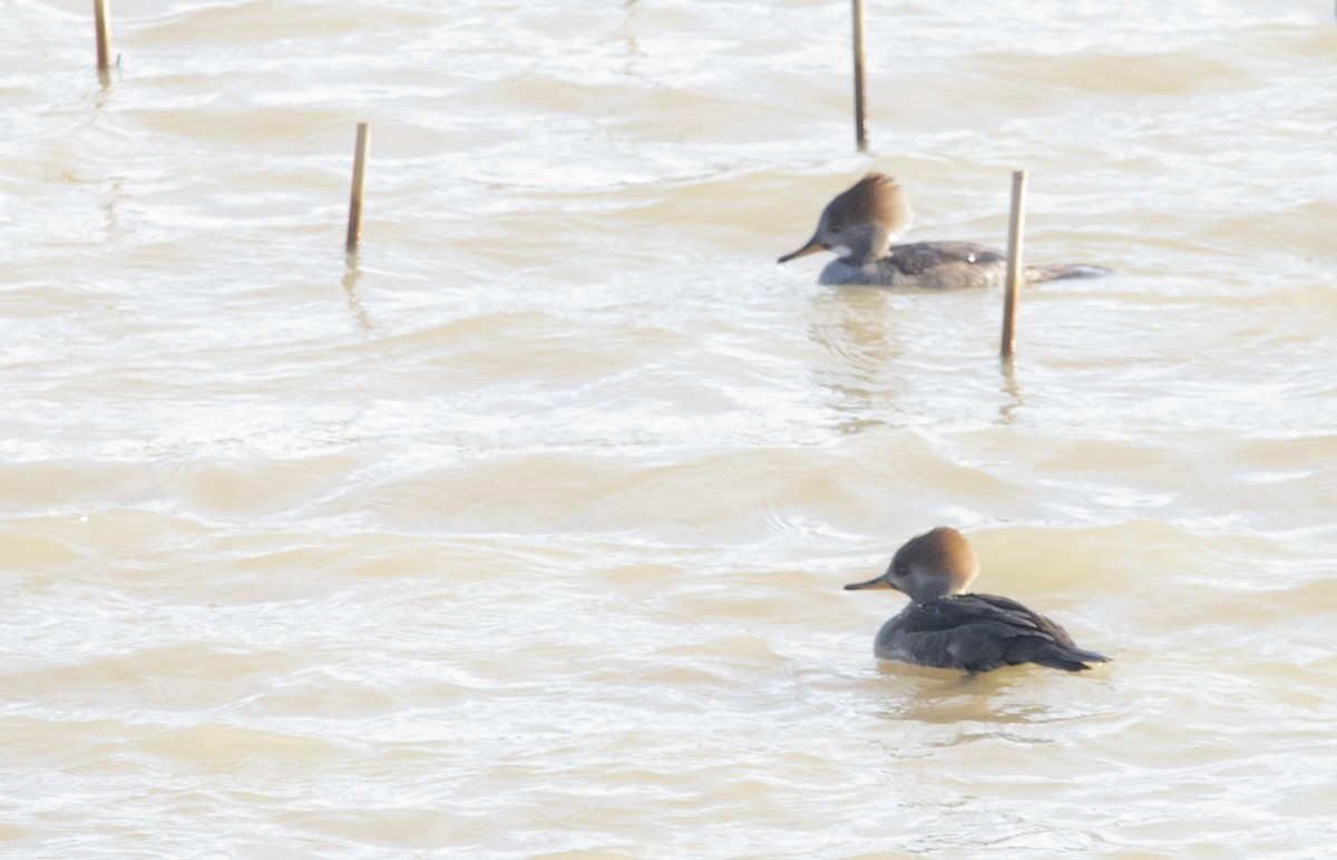 Hooded Merganser - ML514922591