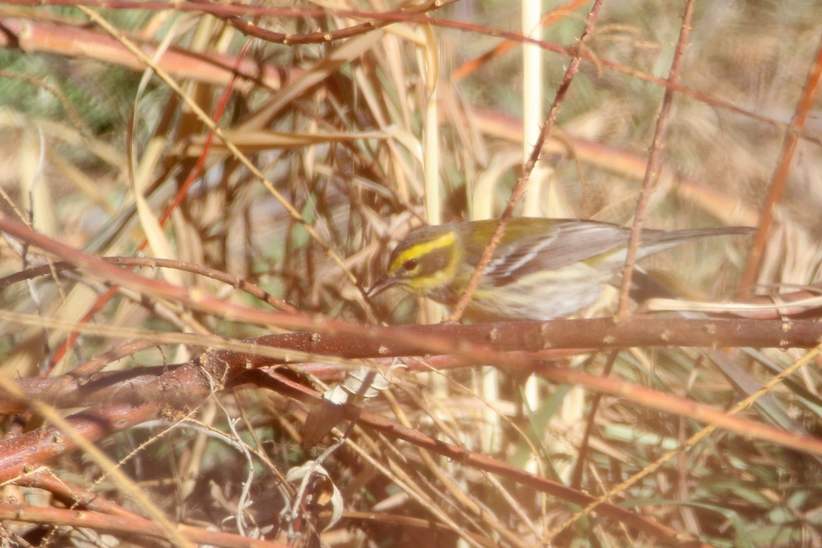 Townsend's Warbler - ML514922911