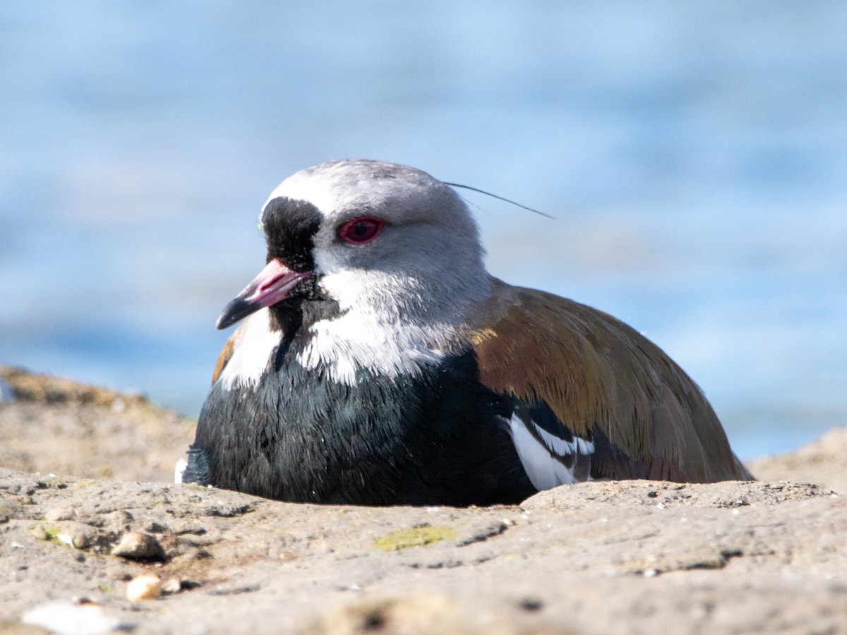 Southern Lapwing - ML514922931