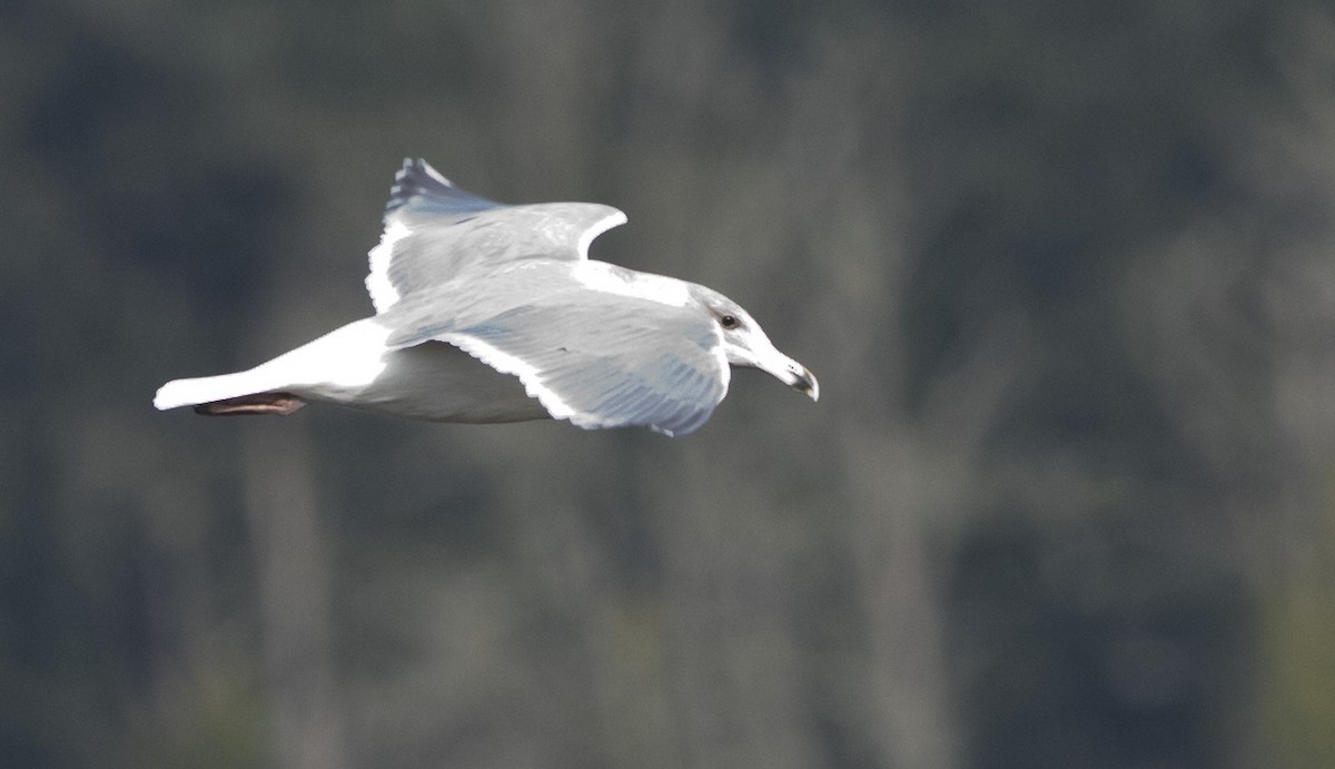 Ring-billed Gull - ML514923031