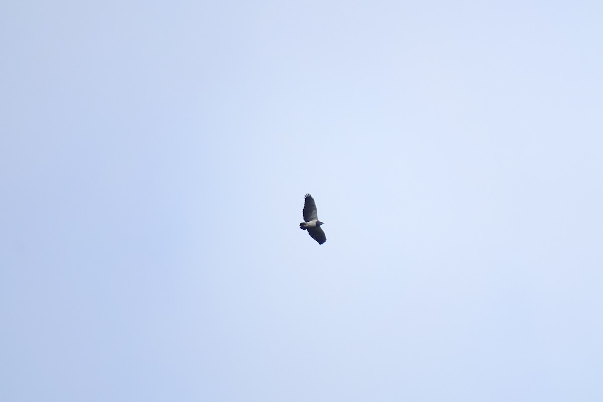 Black-chested Buzzard-Eagle - Andrés M. López