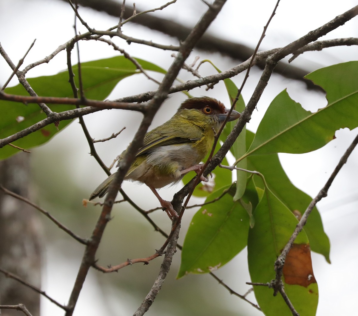 Rufous-browed Peppershrike - Laurel Barnhill