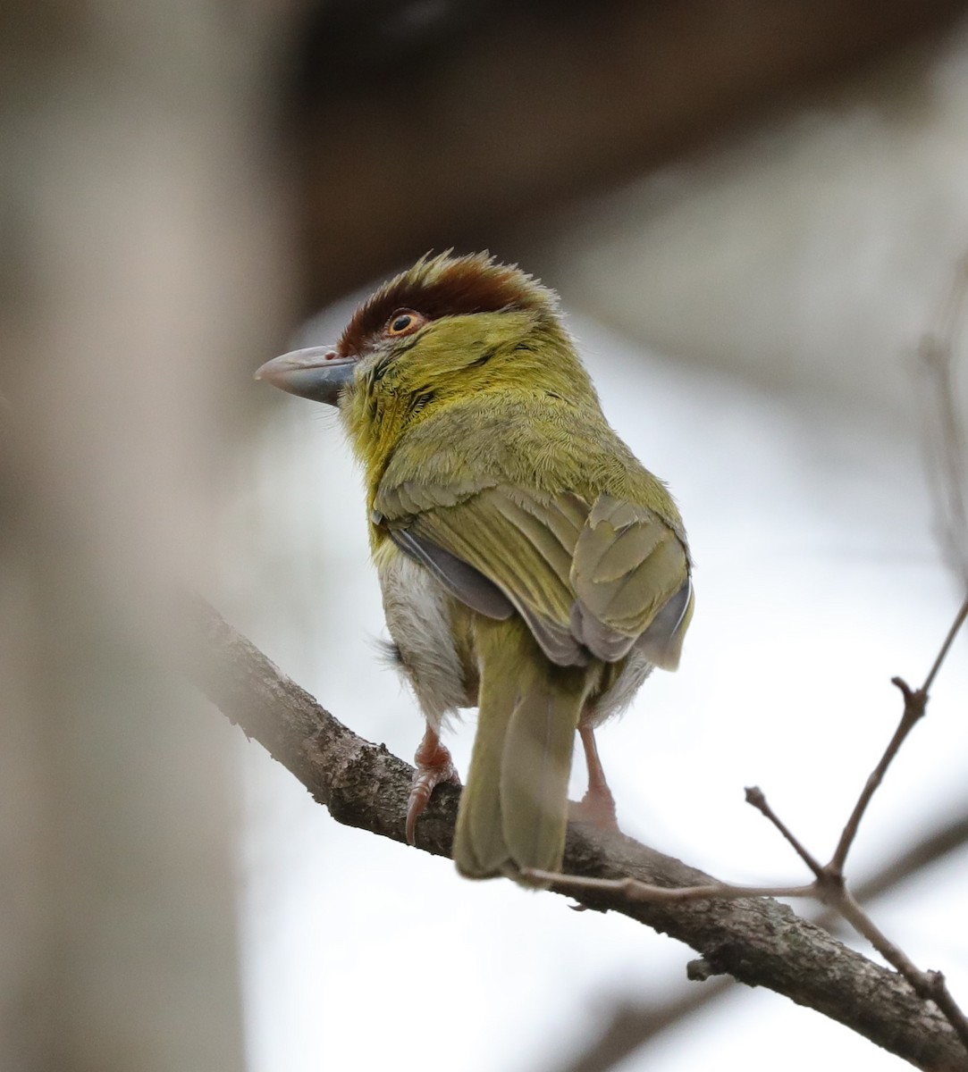 Rufous-browed Peppershrike - ML514928761