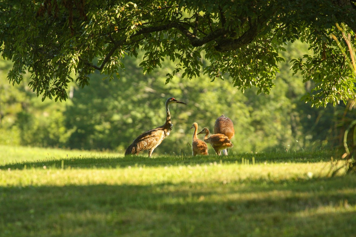 Sandhill Crane (tabida/rowani) - ML514929221