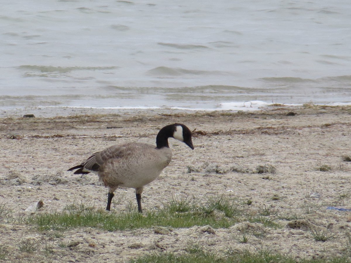 Cackling Goose - ML514929911