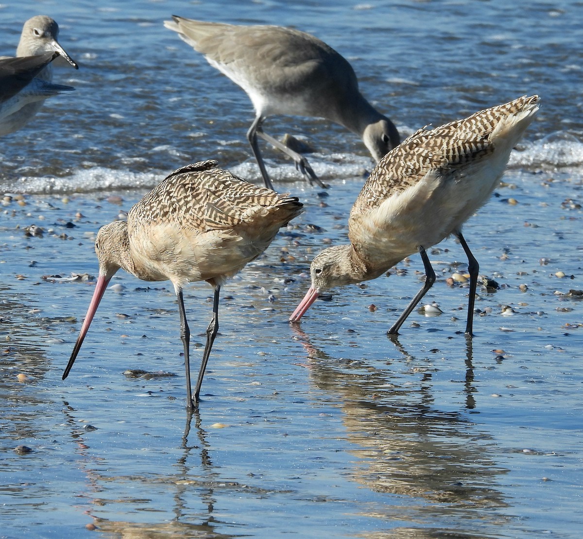 Marbled Godwit - ML514930691