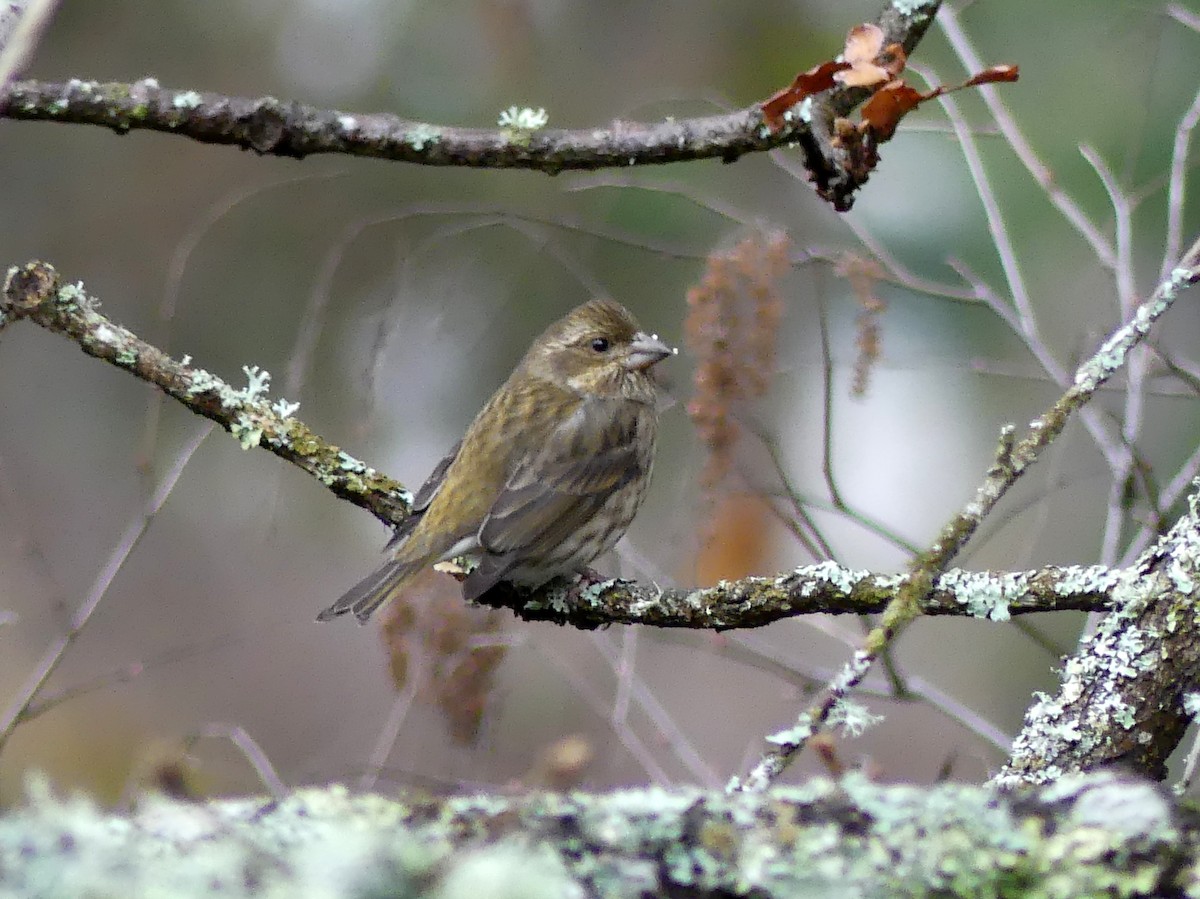 Purple Finch (Western) - Gordon Curry