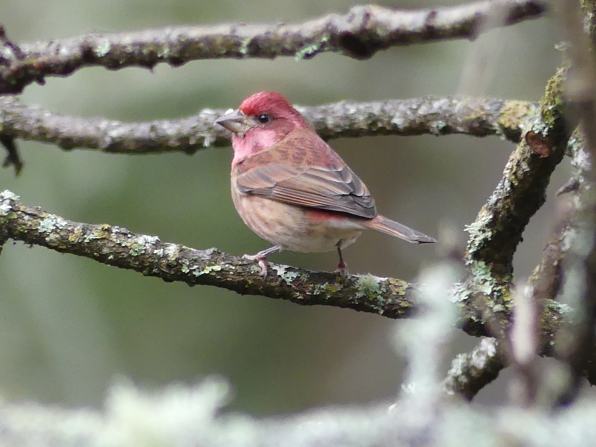 Purple Finch (Western) - ML514931581