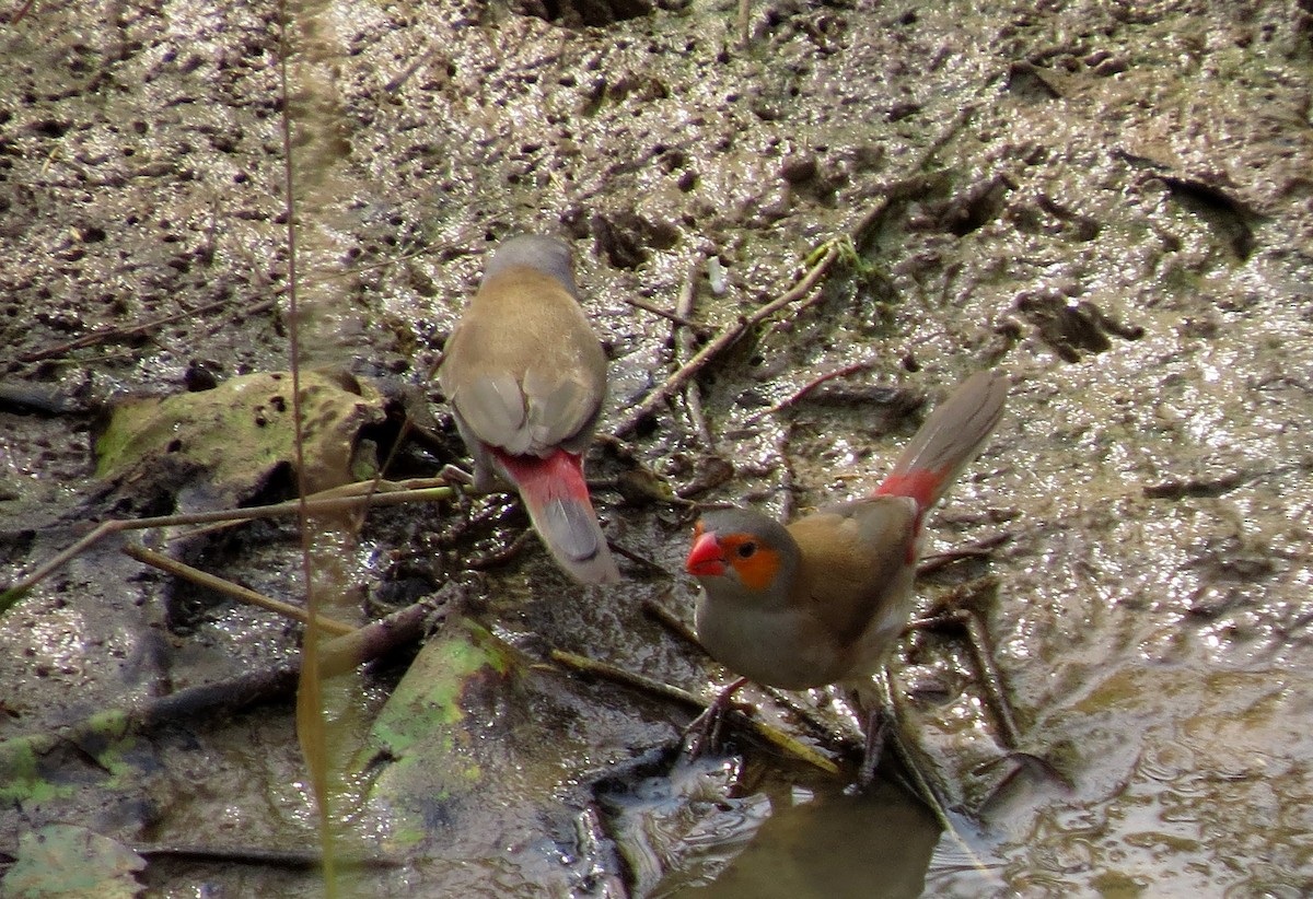 Orange-cheeked Waxbill - ML514932141