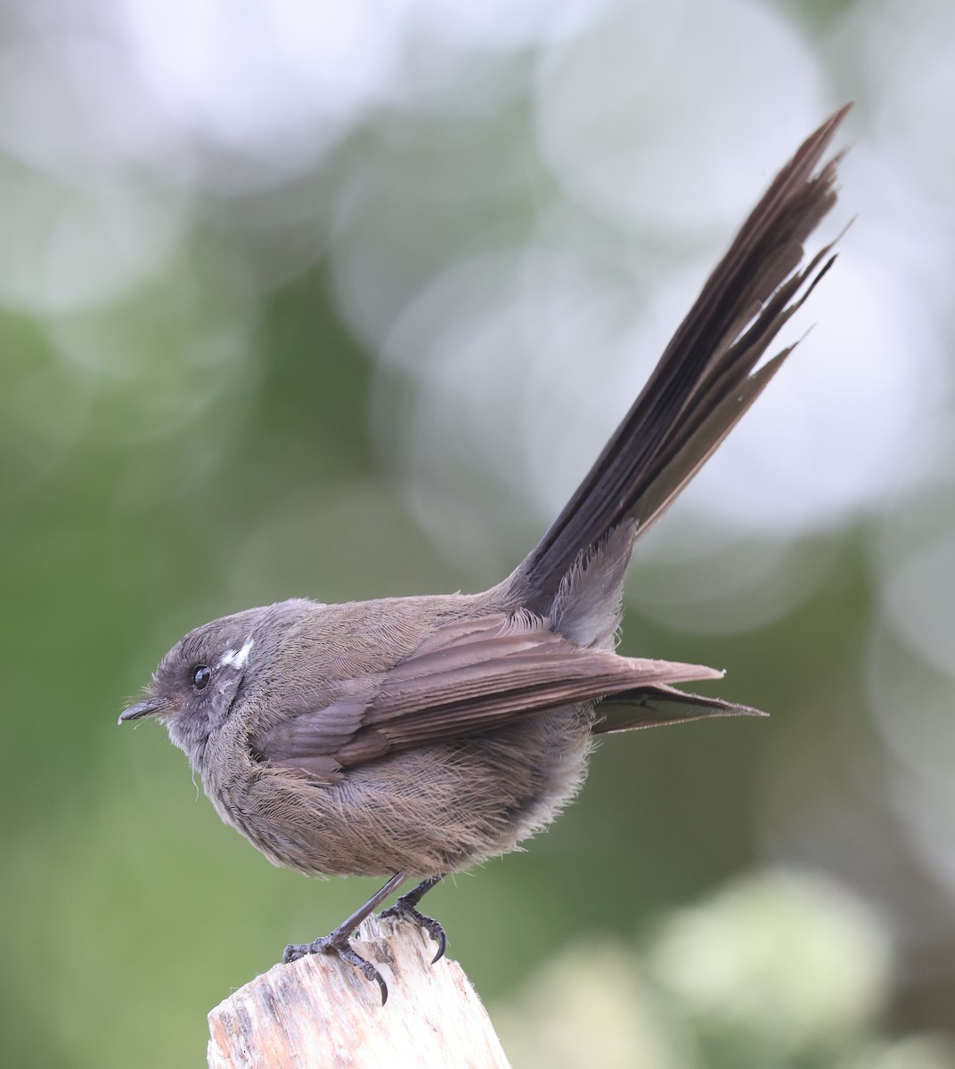 New Zealand Fantail - ML514933371