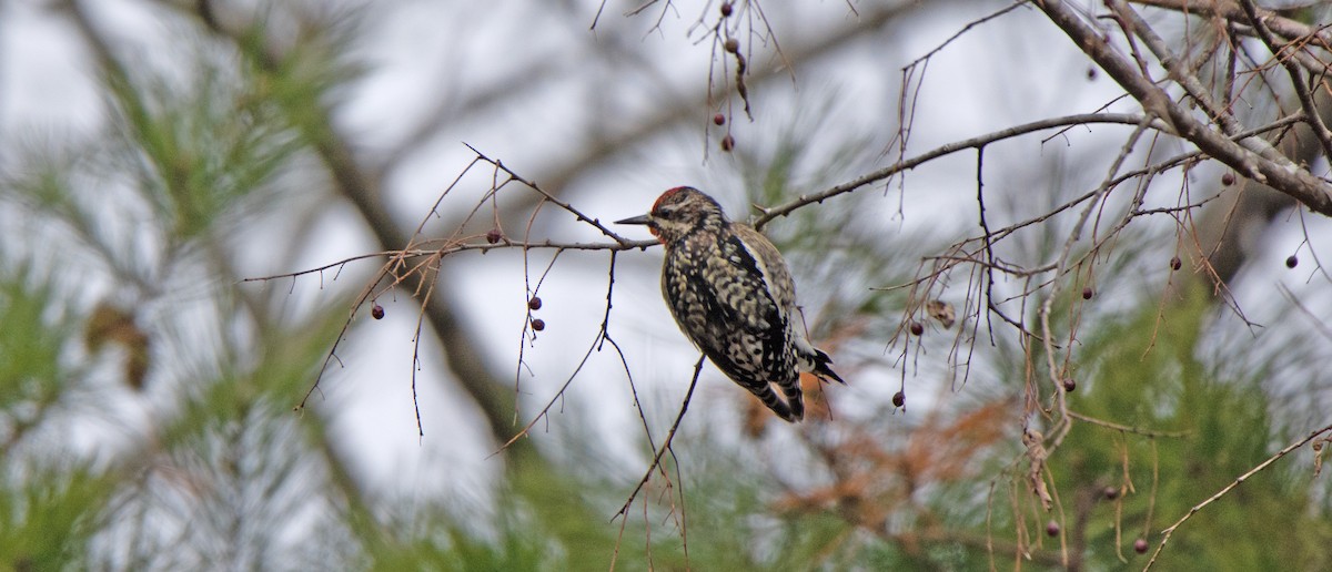 Yellow-bellied Sapsucker - ML514933591