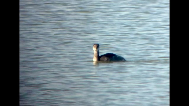 Red-necked Grebe - ML514933741