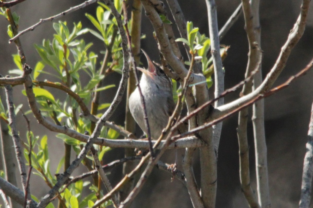 Bewick's Wren - ML51493401
