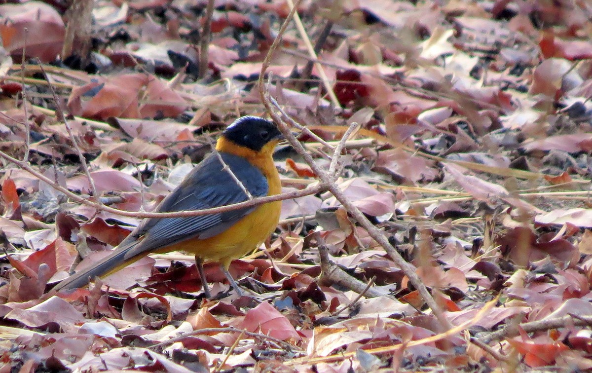 Blue-shouldered Robin-Chat - ML514935281