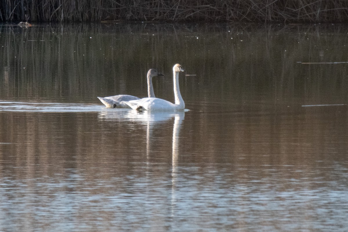 Tundra Swan - ML514935771