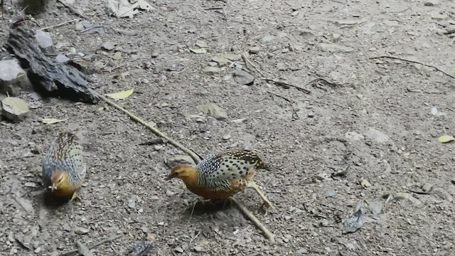 Ferruginous Partridge - ML514936131