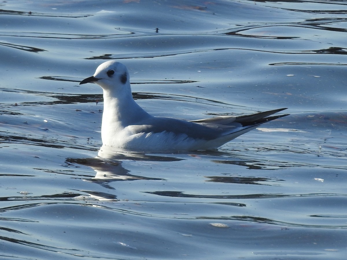 Bonaparte's Gull - ML514936261