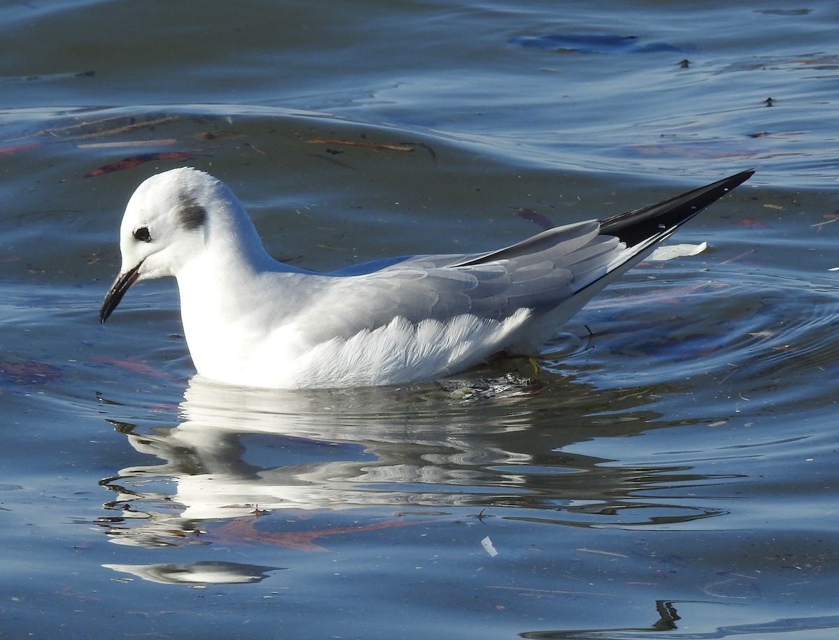 Bonaparte's Gull - ML514936271