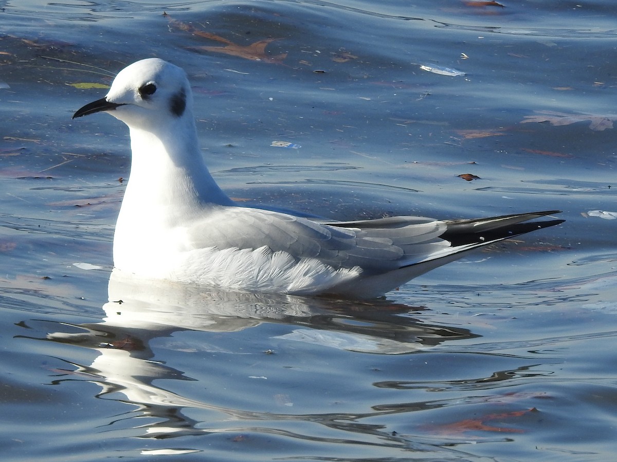 Bonaparte's Gull - ML514936281
