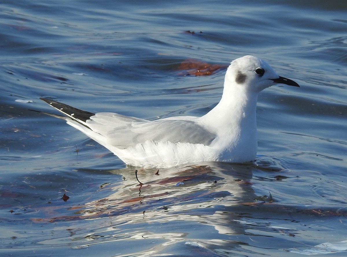 Bonaparte's Gull - ML514936291