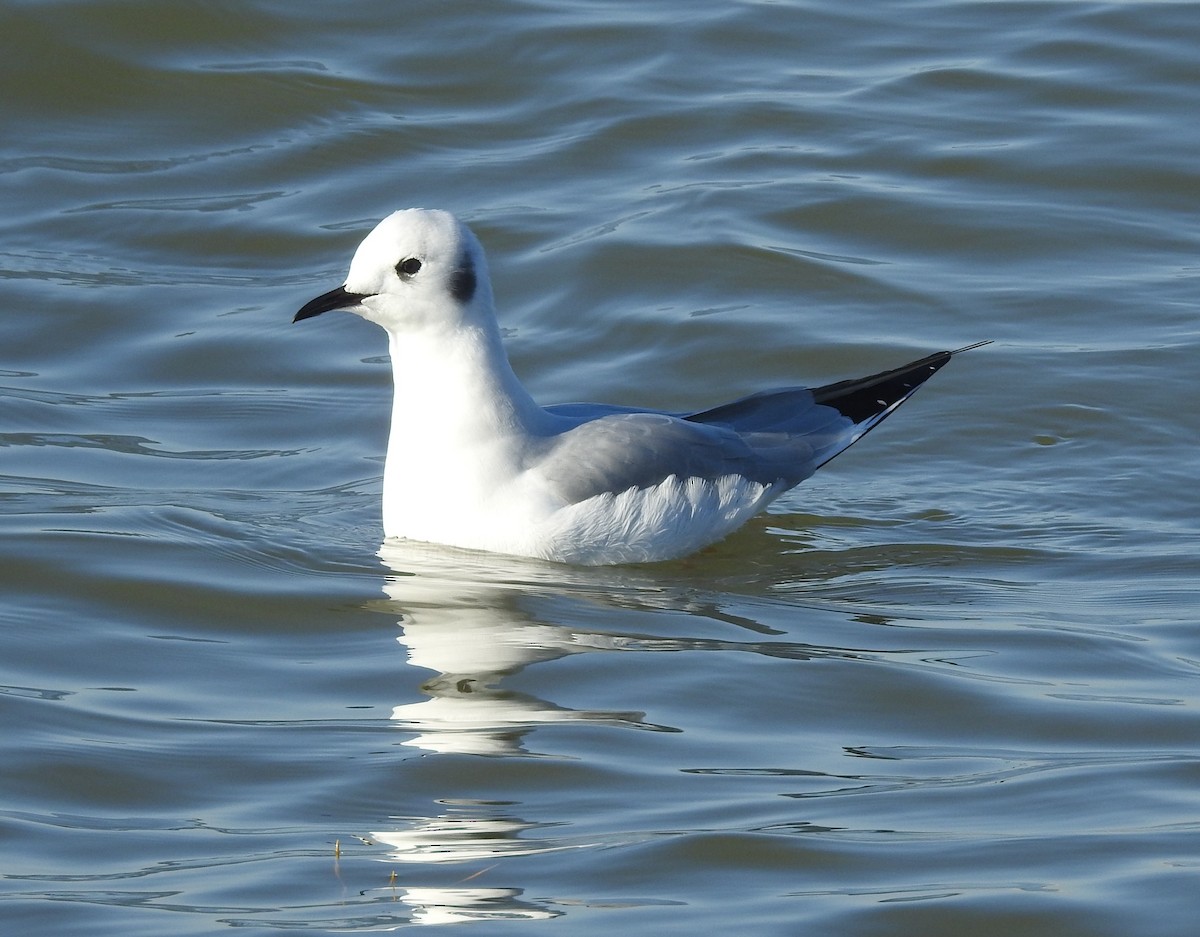 Bonaparte's Gull - ML514936311