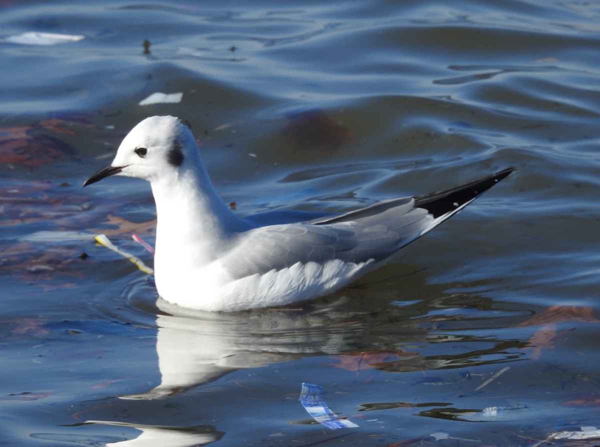 Bonaparte's Gull - ML514936321