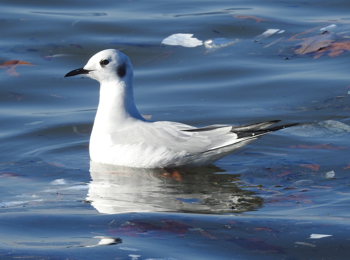Bonaparte's Gull - ML514936331
