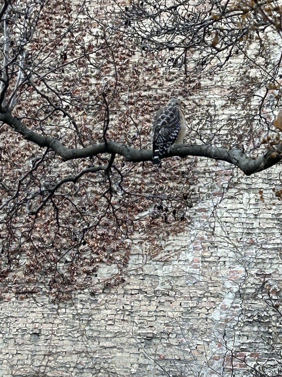 Red-shouldered Hawk - ML514936711