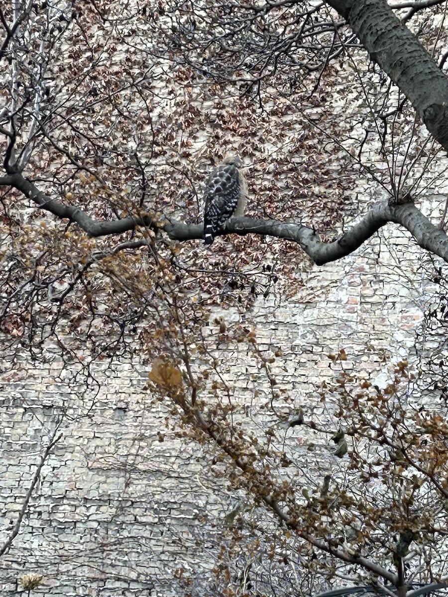 Red-shouldered Hawk - ML514936721