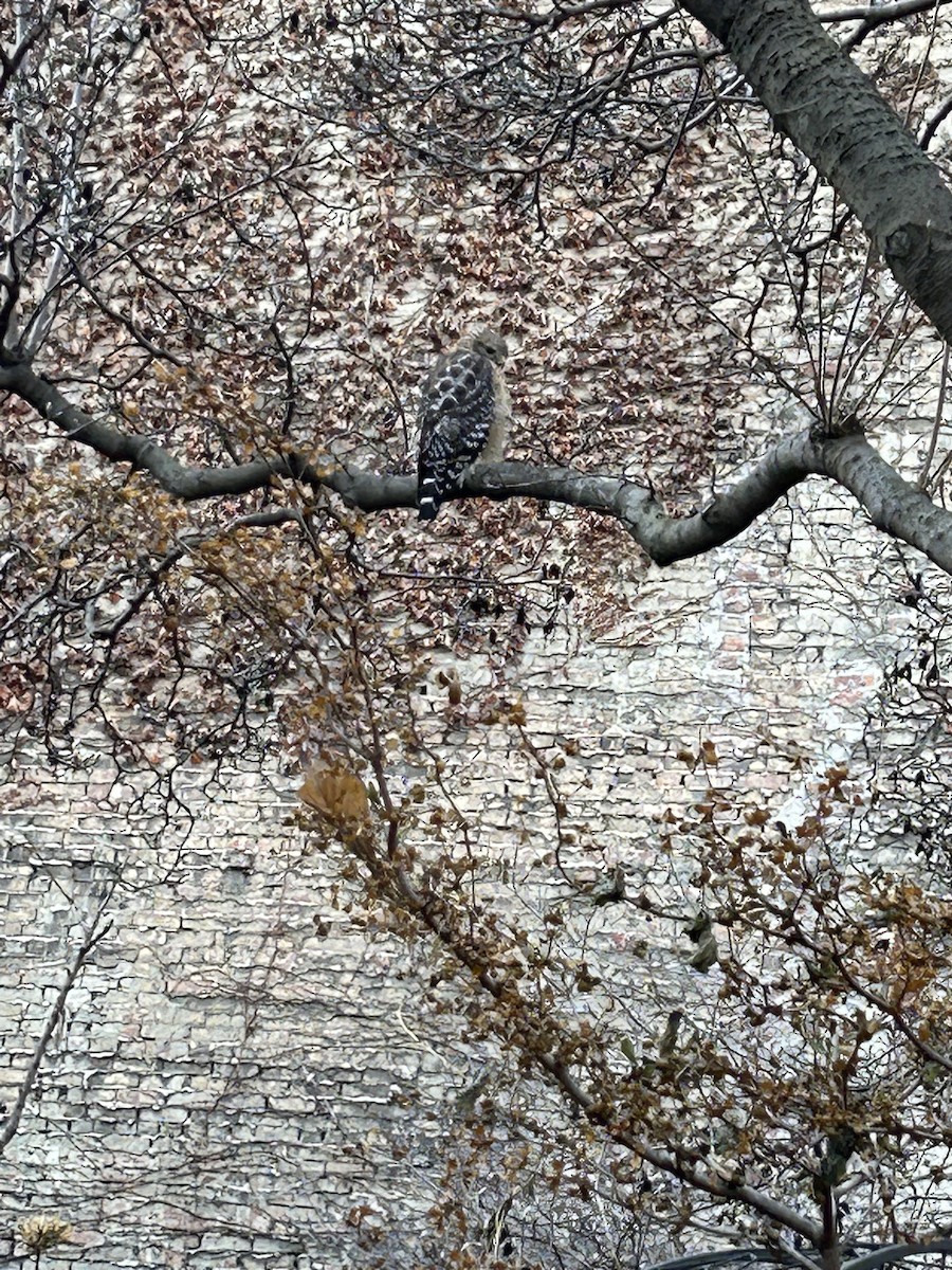 Red-shouldered Hawk - ML514936731