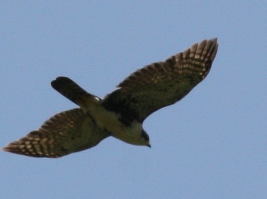 Black Goshawk - logan kahle