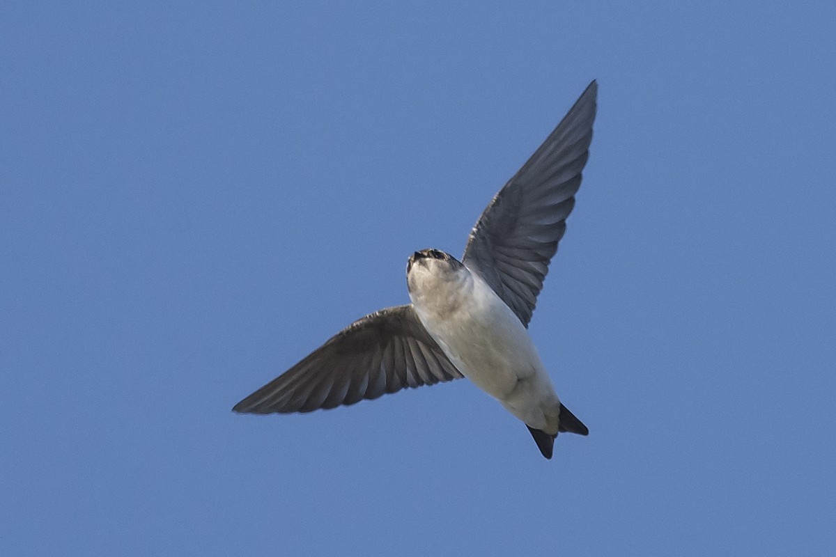 Golondrina Verdemar - ML51493691